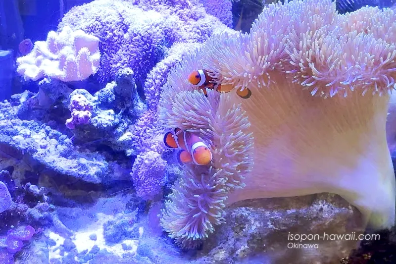 カクレクマノミがこちらを見ている