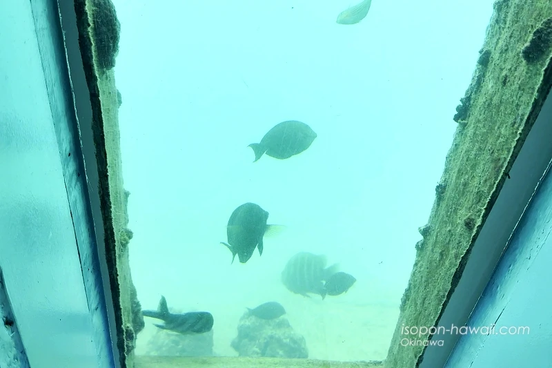 宮古島海中公園 波に流される魚たち