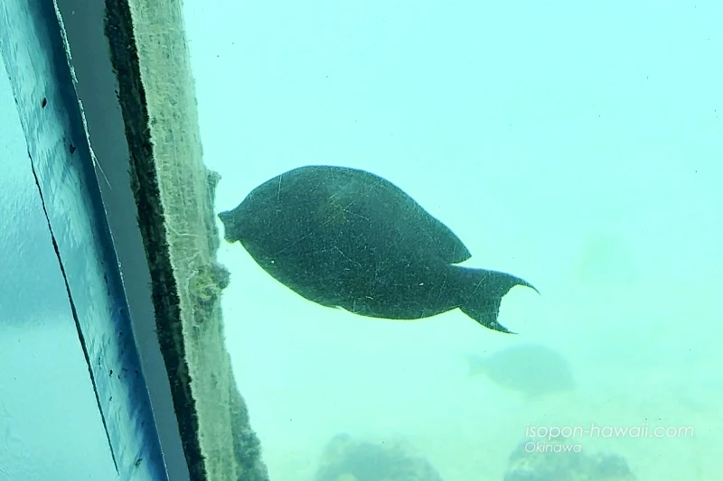 魚がエサを食べる瞬間 口がとんがっている