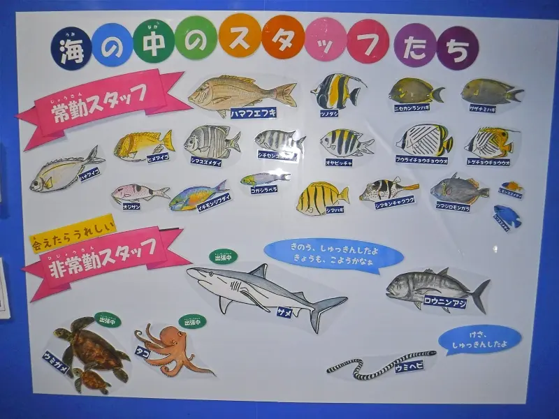 海の中のスタッフたち