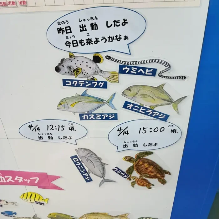 宮古島海中公園 魚の出勤状況