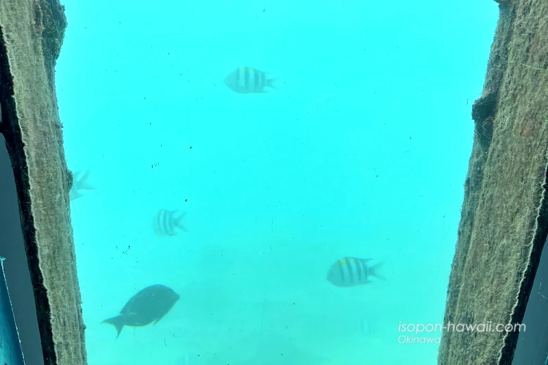宮古島海中公園 泳いでいる魚