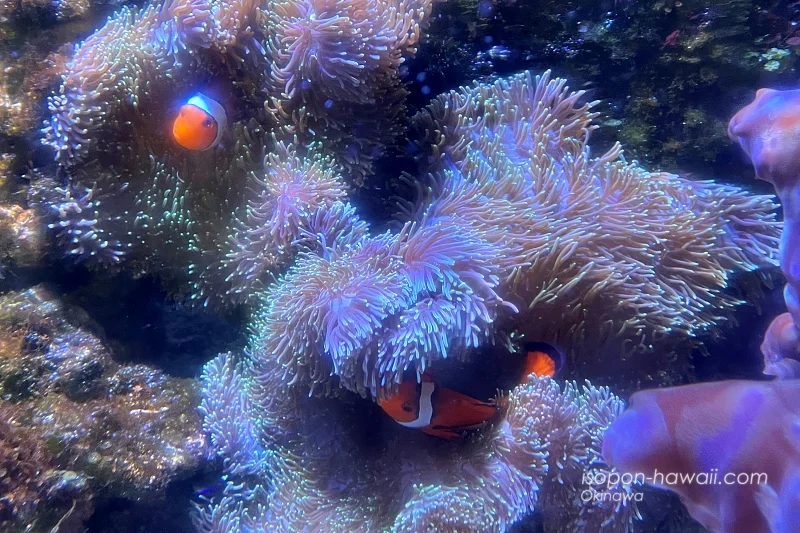 サンゴの中で身を隠しているカクレクマノミ