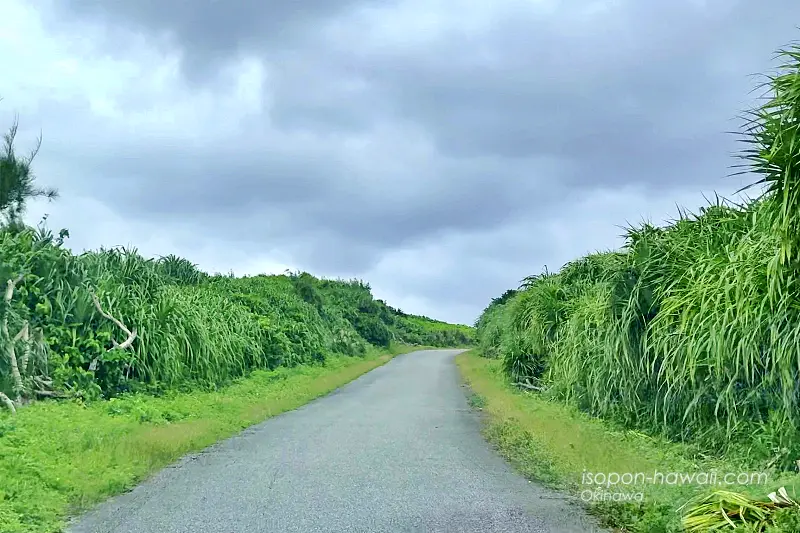 東平安名崎見晴台の行く道（車道）